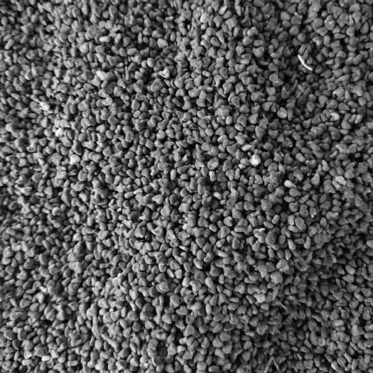 磨盘籽，冬葵种子，响耳草果子，茼麻籽来自大自然