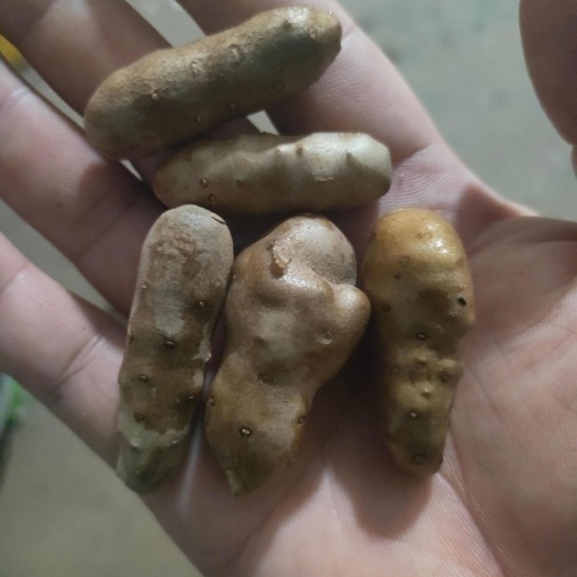 精品山药手捡大豆