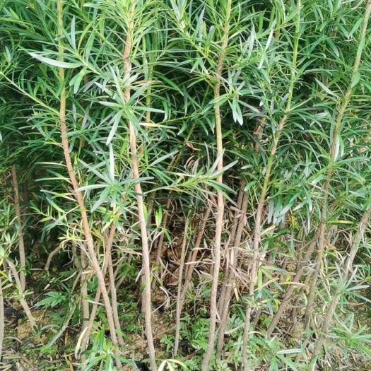 荔浦市罗汉松杯苗1一1.5米