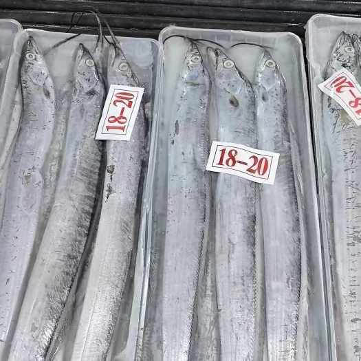 郑州正宗舟山带鱼，质量好，价格优