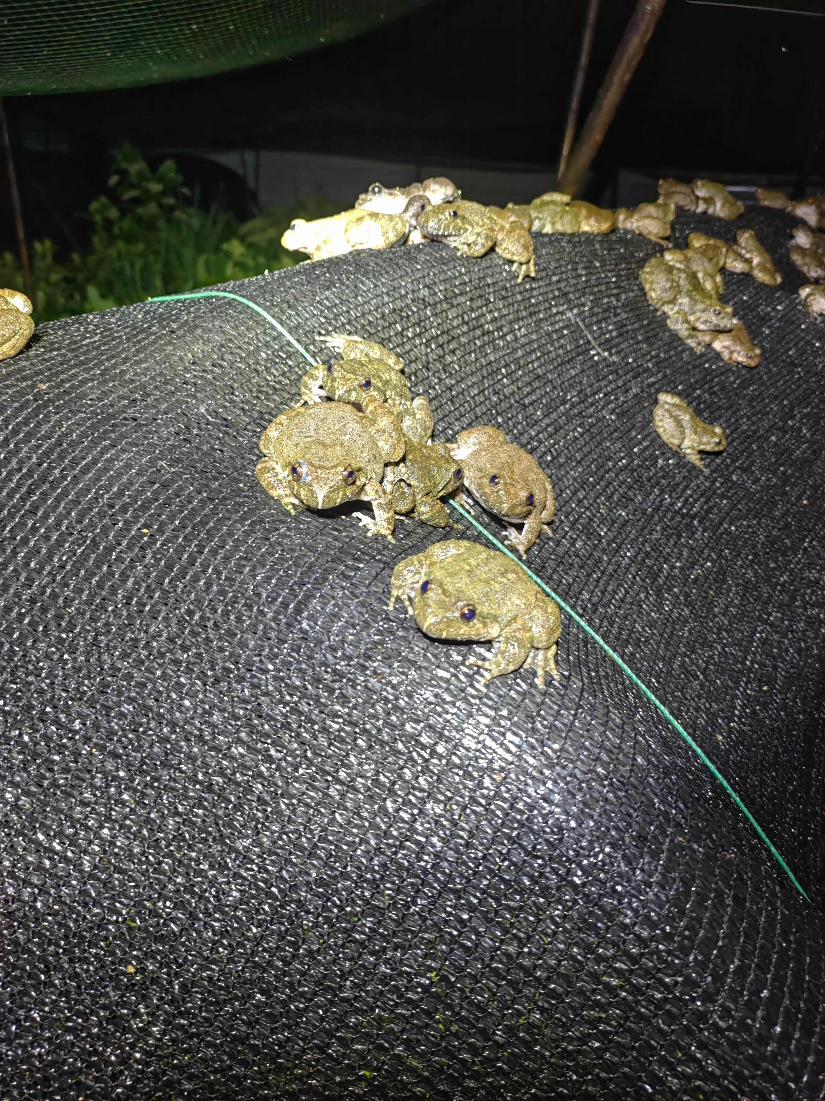 石蛙