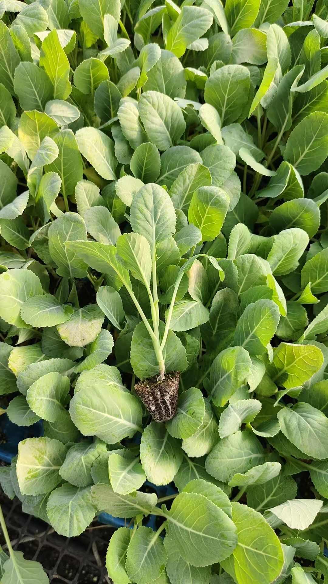 山东寿光苗厂直发甘蓝苗，四季可种，耐寒耐热，精品穴盘苗