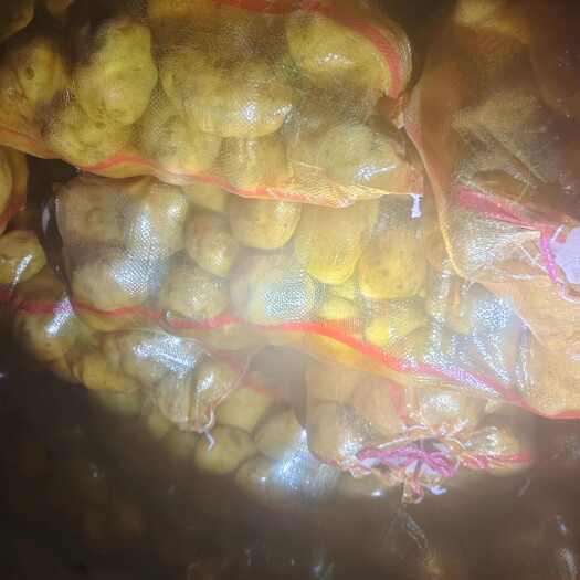 民乐县精品土豆