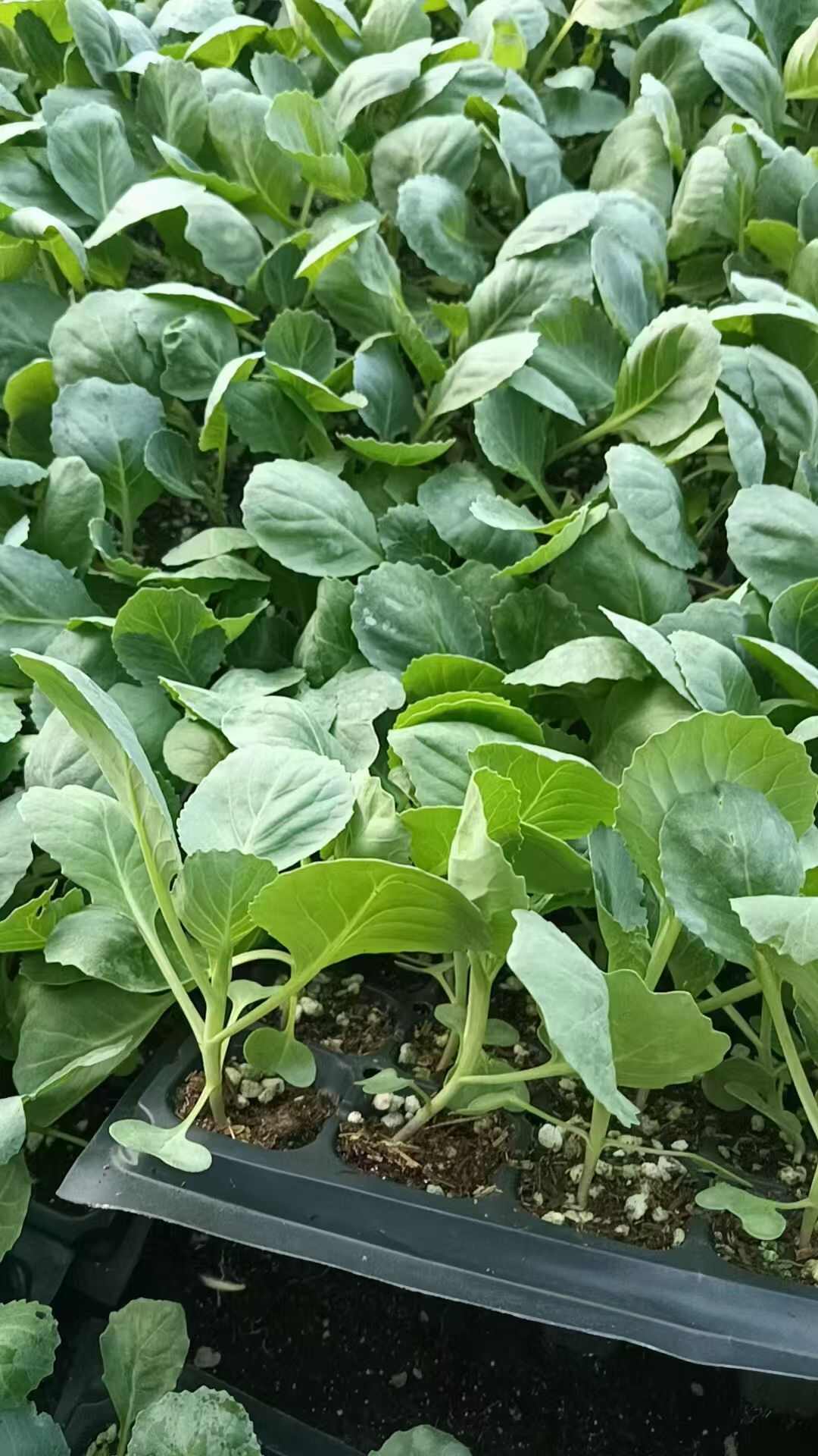 山东寿光苗厂直发甘蓝苗，四季可种，耐寒耐热，精品穴盘苗