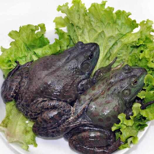 成都牛蛙（美蛙）