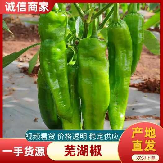 徐闻县精品芜湖椒、苏椒、泡椒，一手货源，基地直发；全国供应。