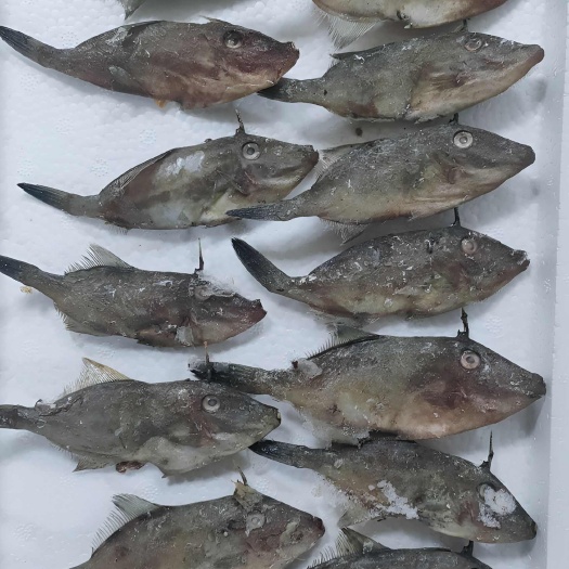 大连《优质马面鱼：海味瑰宝，鲜享酥脆》没扒皮的