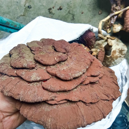 灵芝 白灵芝