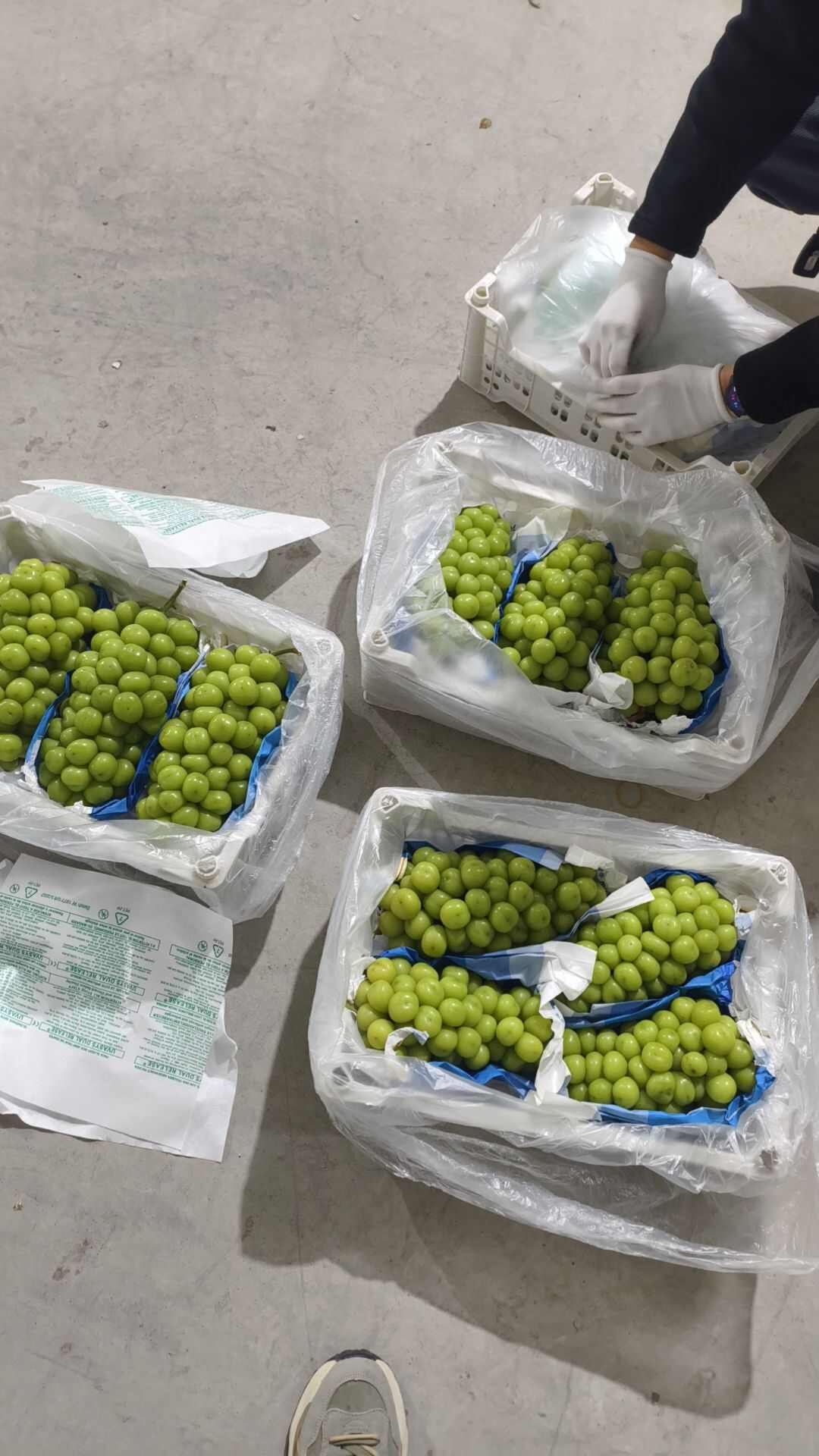 阳光玫瑰葡萄大量现货供应，质量好价格不高，需要的联系我，