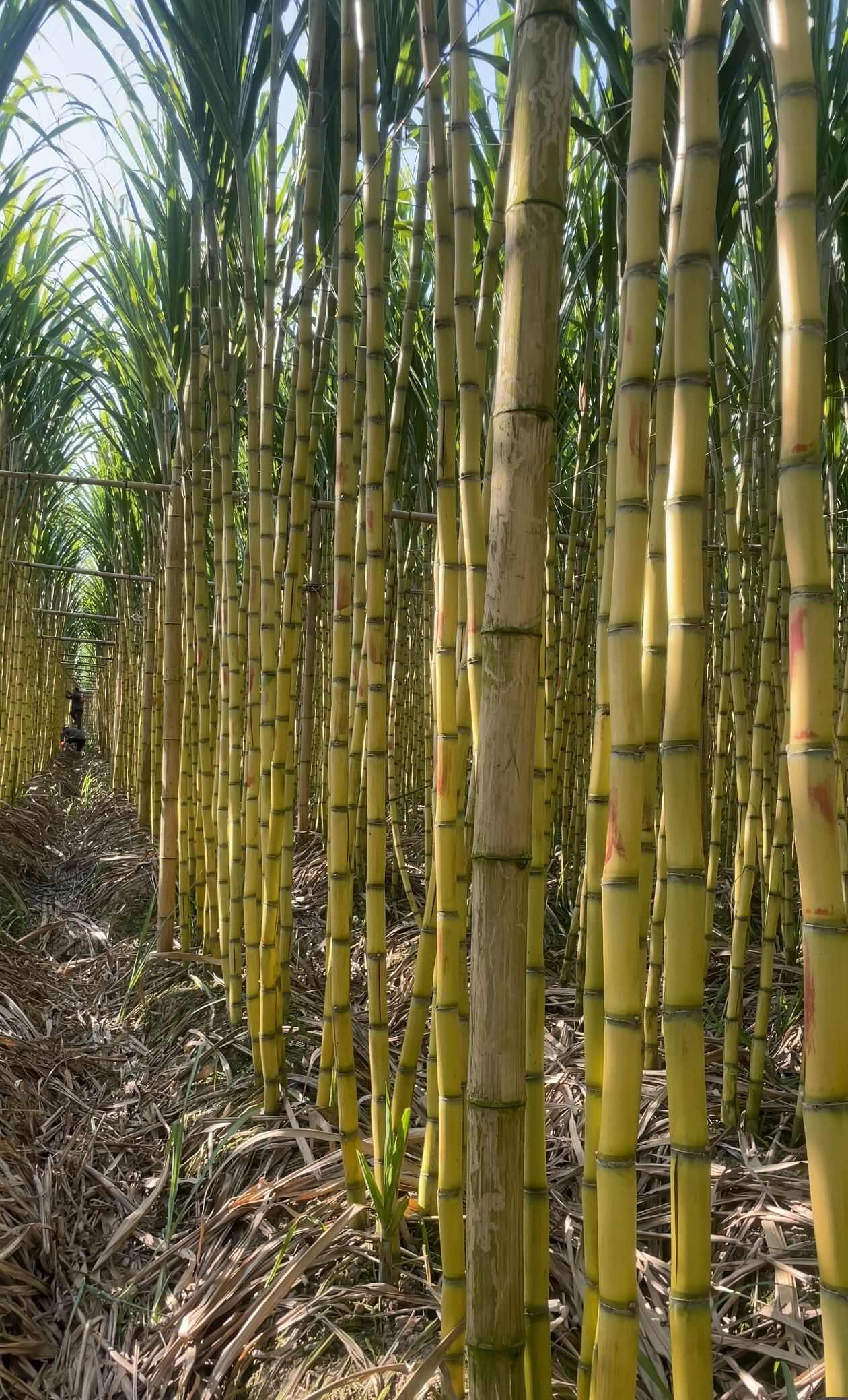 【实力】甘蔗—云南黄皮甘蔗—云南黄金甘蔗—产地直供—大量有货