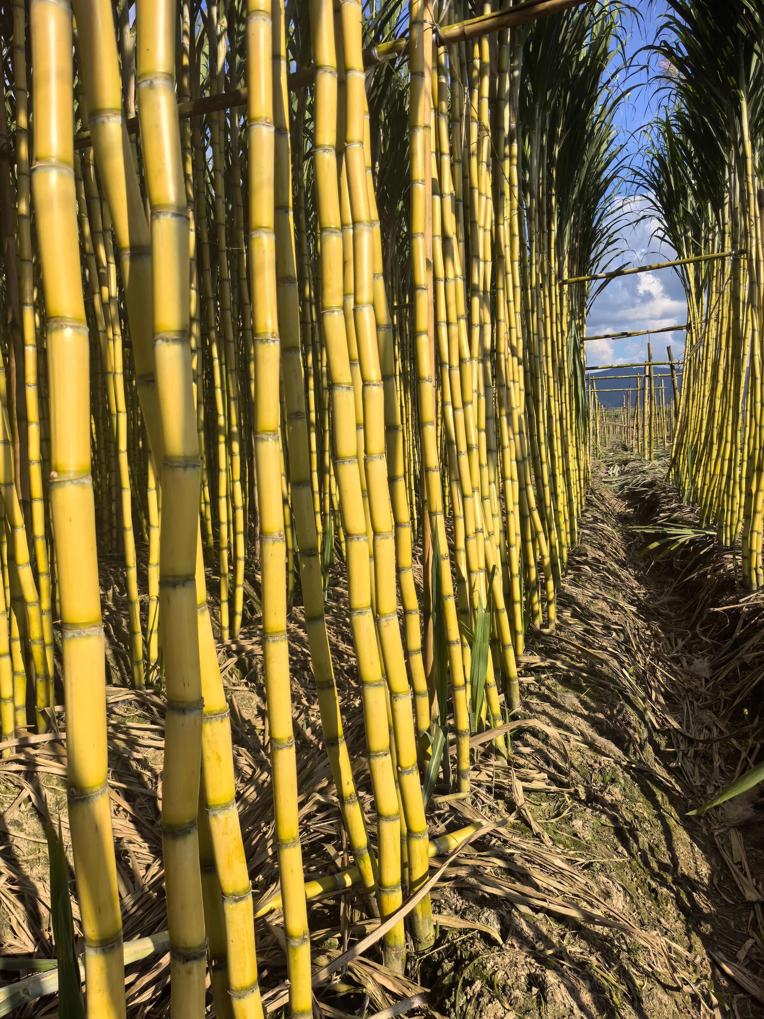 【实力】甘蔗—云南黄皮甘蔗—云南黄金甘蔗—产地直供—大量有货