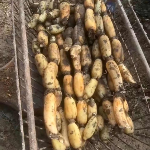 大量出售各种规格各种品种的白莲藕。。。。。。。。。。。。。