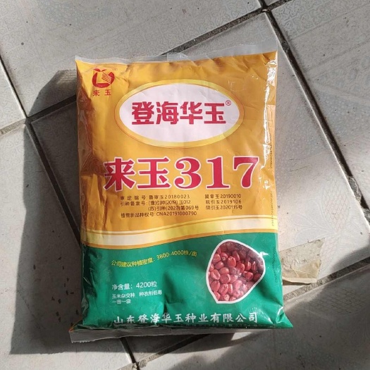 来玉317，高抗病，高抗倒，深马齿，产量高！