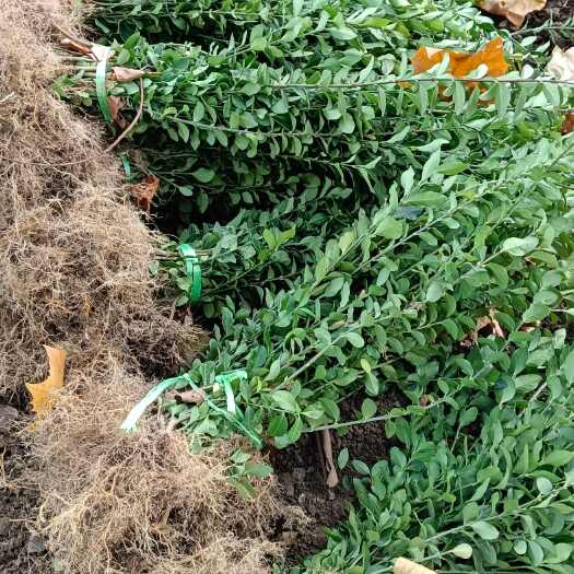 新沂市卫矛色块苗30-60高，毛球30-50冠幅量大。