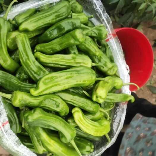 麻城市薄皮椒
