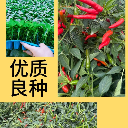 寿光市辣椒种子 簇生朝天椒种子 辣味浓 干鲜两用耐湿热 可露地种植
