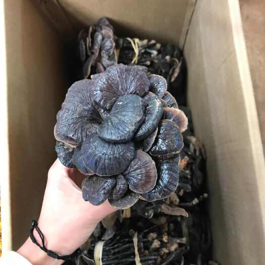 昆明2024优质竹灵芝，一手货源，保质保真，价格优惠