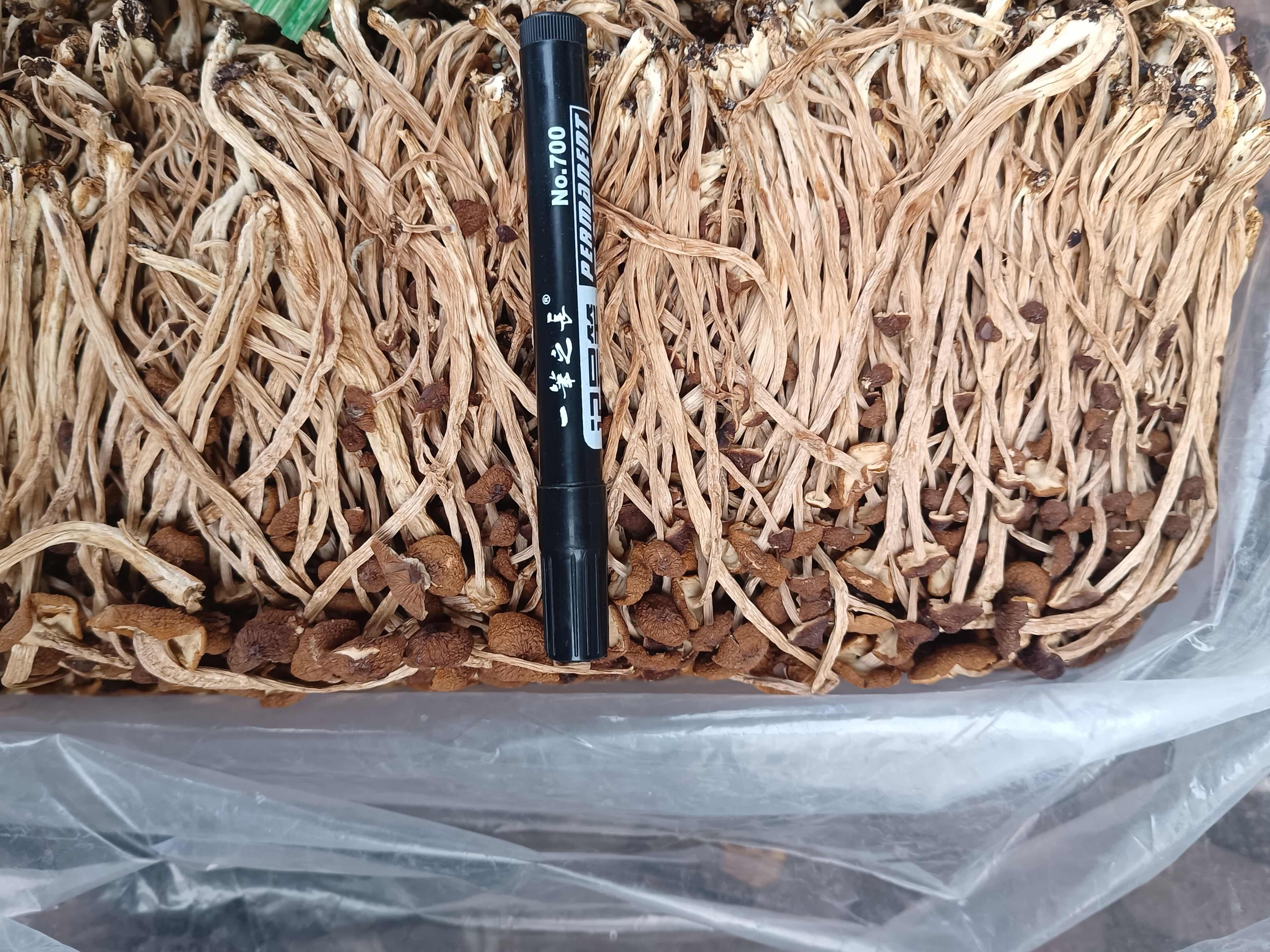 广昌县2025年三号茶树菇，不开伞茶树菇