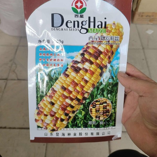 西星五彩密糯，个头大，甜度高，抗病能力强，口感好，超甜糯！