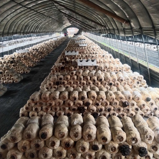 湘阴县平菇基地，货源充足