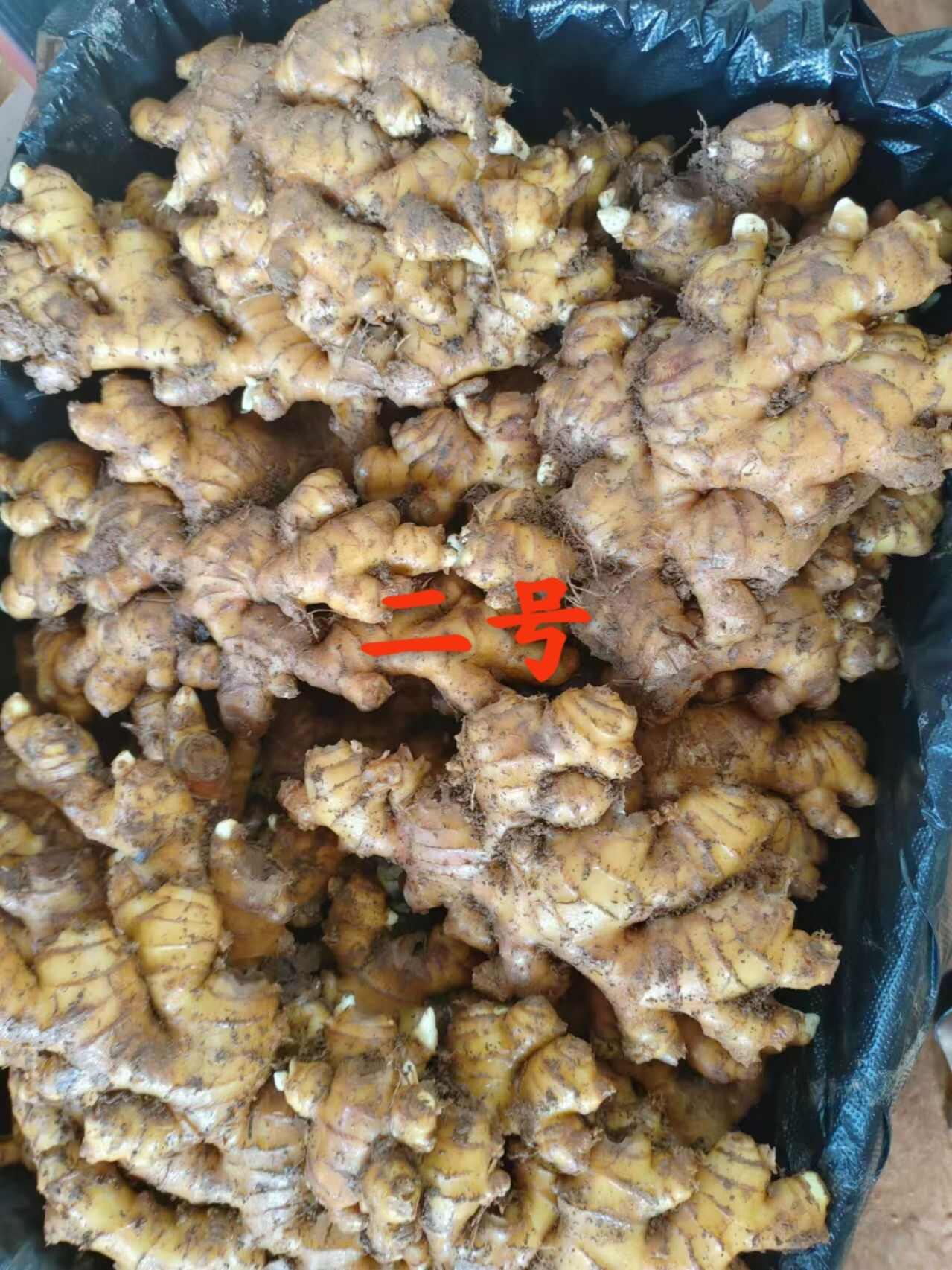 小黄姜