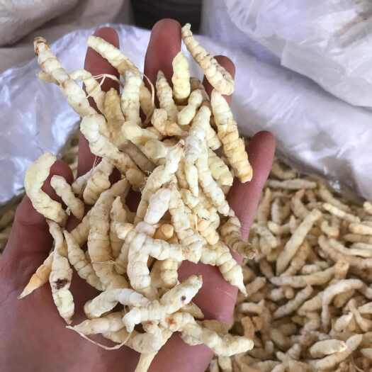 昆明地蚕，2024新货，现货秒发，一手货源，质量保证