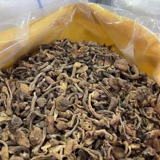 榛蘑大片
