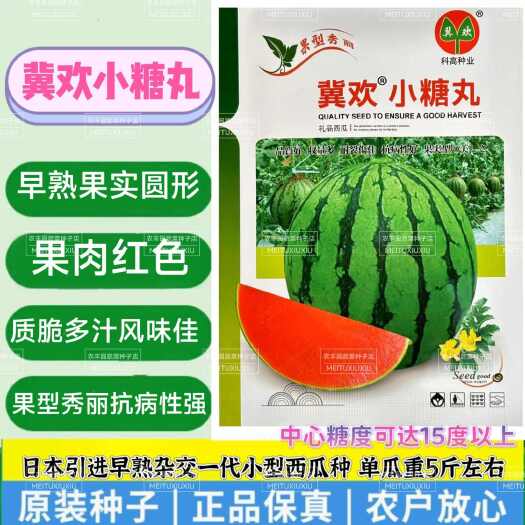 沭阳县冀欢小糖丸西瓜种子高糖早熟抗病耐裂礼品西瓜种子高端小西瓜种子