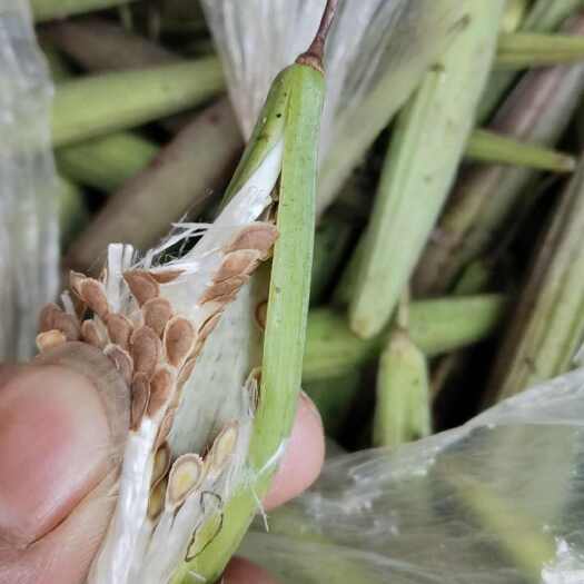 宜宾隔山消种子