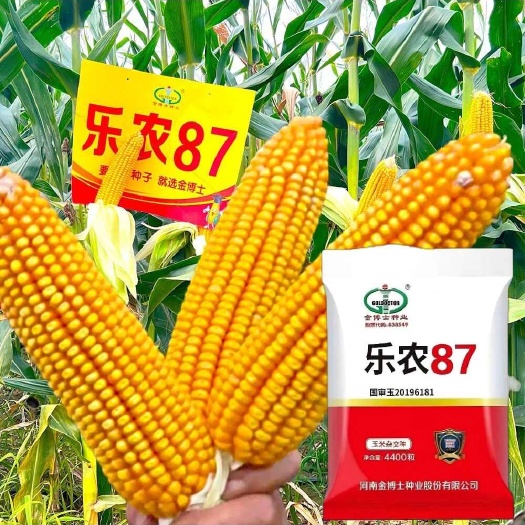 金博士乐农87红轴抗倒抗病4400粒一袋一亩地