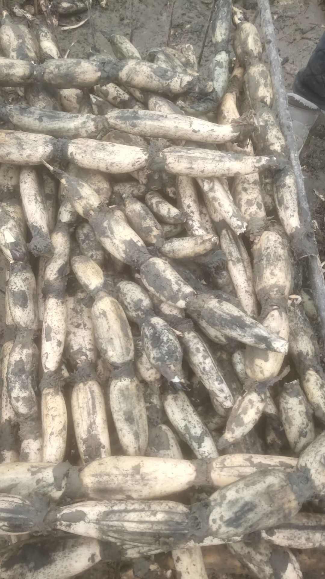 连耦的种类(连耦的功效)