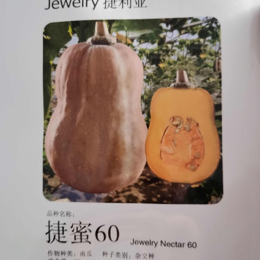 香蜜小南瓜种子  百蜜六九十号 南瓜种子 一株可结十几个瓜
