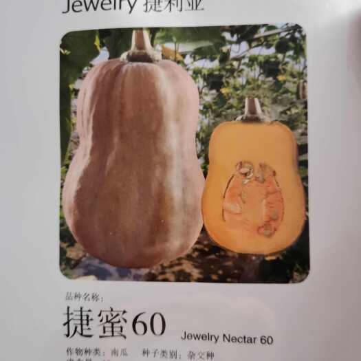 南阳香蜜小南瓜种子  百蜜六九十号 南瓜种子 一株可结十几个瓜