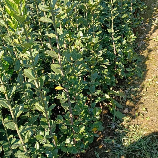 新沂市北海道黄杨  80—200cm大量供应。