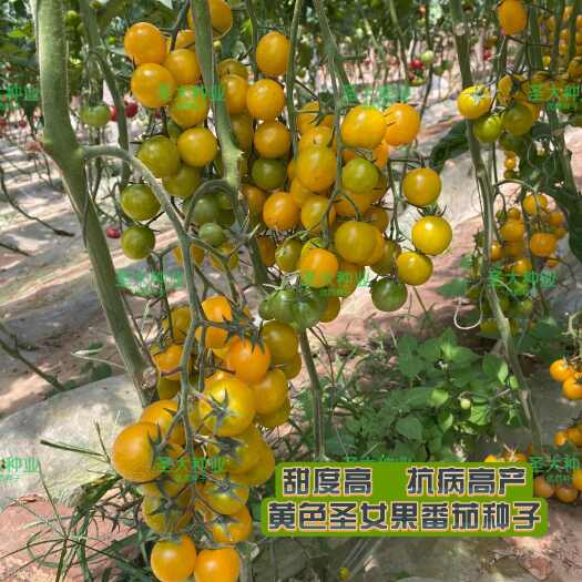 圣女果苗 小番茄苗 粉红 黄 绿 黑 迷彩 一级种苗基地直销