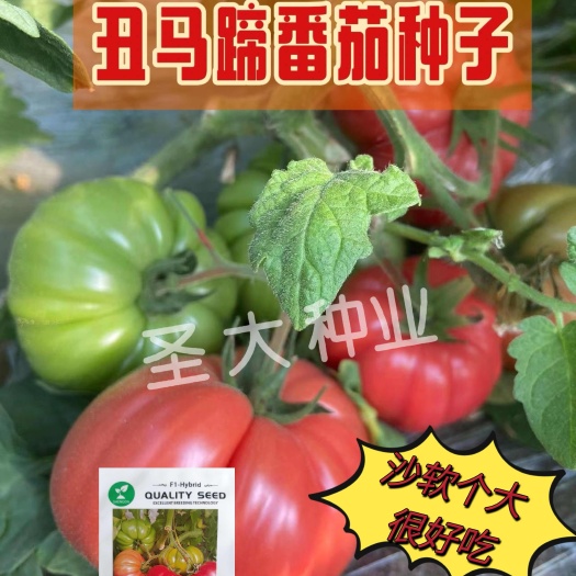 粉果番茄种子 丑马蹄番茄种子 硬粉番茄种子 水果西红柿种子