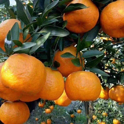 湖北宜昌岩松坪椪柑，个大皮薄，囗感纯甜，保质保量，诚信经营