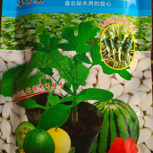 黑杆王西甜瓜嫁接专用砧木～抗病性强～一袋500粒～全国发货