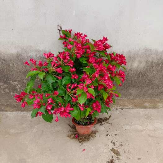 红王子锦带花