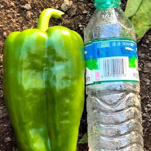 海城市有想要高品质尖椒绿茄子紫茄子联系(蔬菜产地)