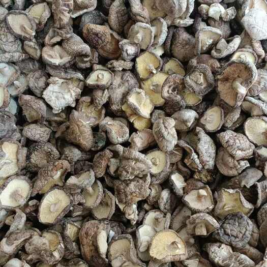 2024年干香菇剪脚香菇不带脚香菇