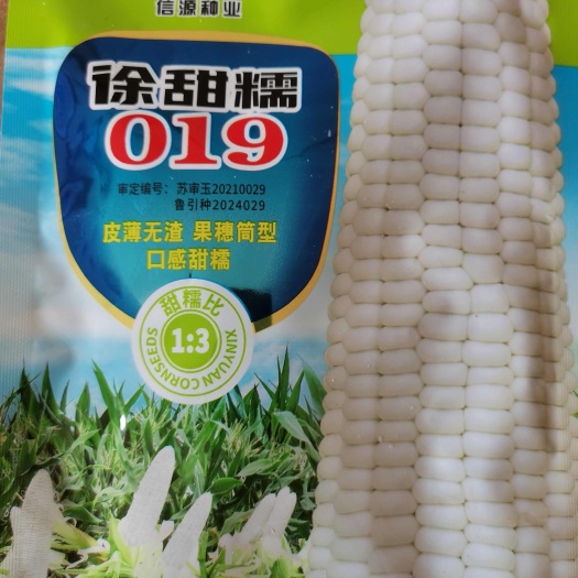 肥城市甜糯玉米种子批发徐甜糯019玉米种子山东厂家直供包邮。