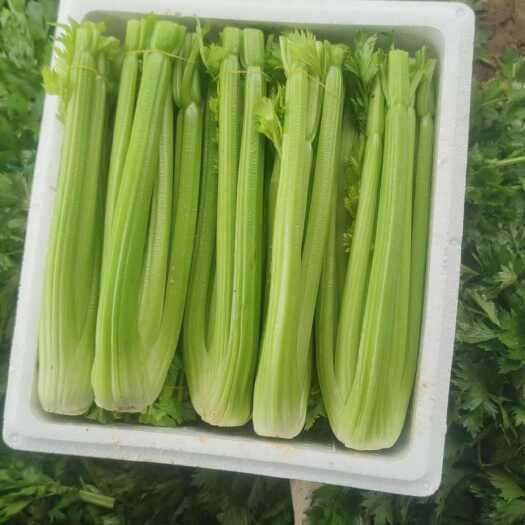 菏泽西芹