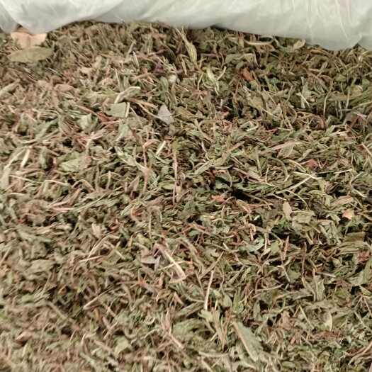 亳州中药材蒲公英