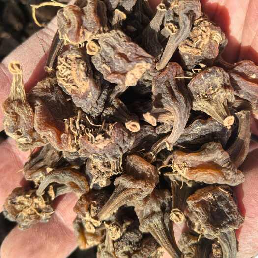波密县冰球子干货