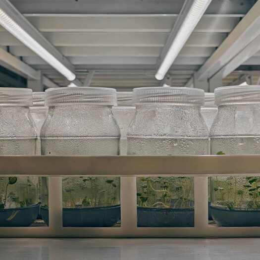 组培育苗，植物组培