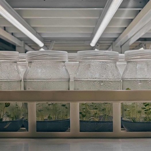 盐城组培育苗，植物组培