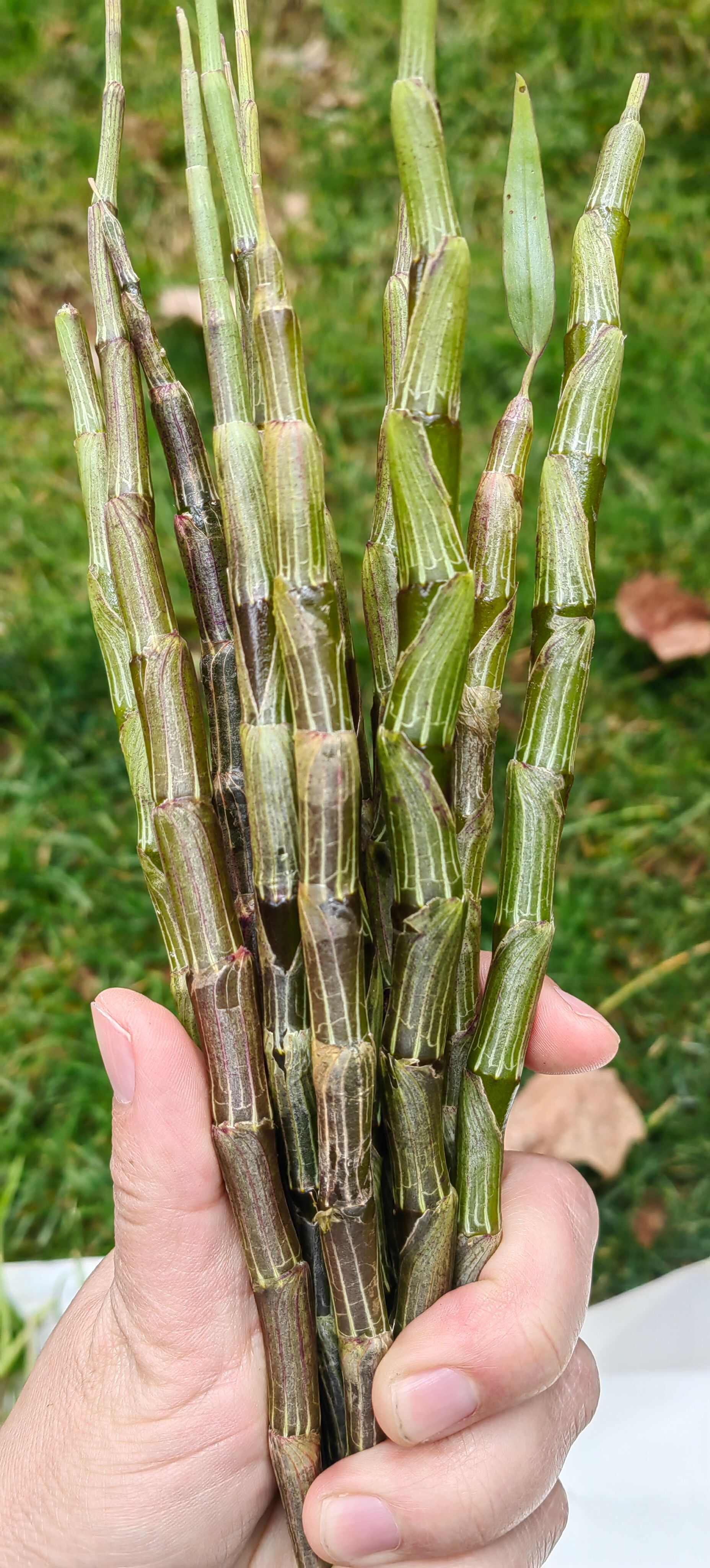 包邮 云南特产 基地现剪 滋补中药紫皮石斛鲜条 量大从优