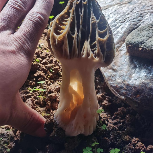 羊肚菌鲜货