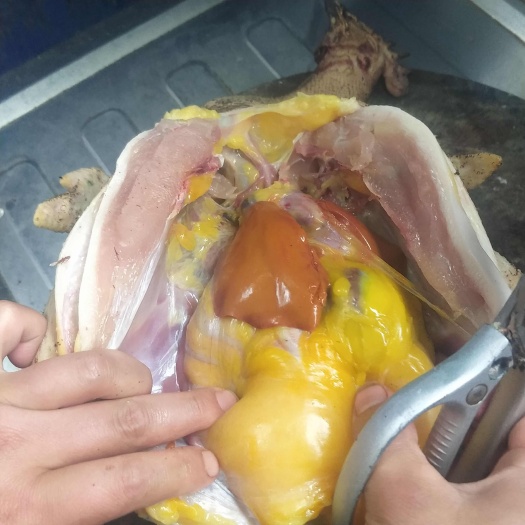 成都农村散养土鸡，1年半老母鸡，纯粮食